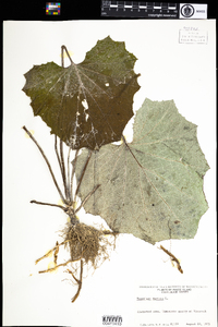 Tussilago farfara image