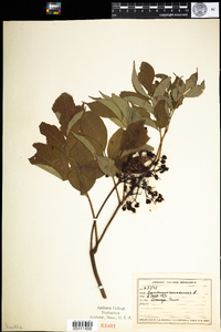 Sambucus nigra ssp. canadensis image