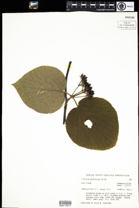 Viburnum lantanoides image