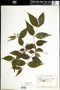 Diervilla lonicera image