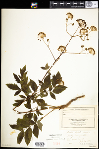 Aralia hispida image