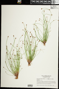 Eleocharis obtusa image