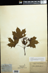 Acer platanoides image