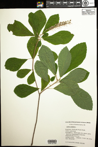 Clethra alnifolia image