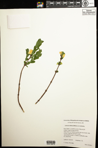 Lonicera villosa image