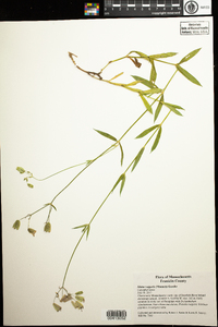 Silene vulgaris image