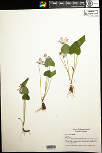 Viola sororia image