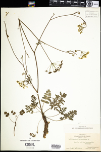 Pimpinella saxifraga image