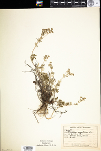 Potentilla argentea image