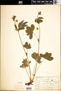 Potentilla simplex image