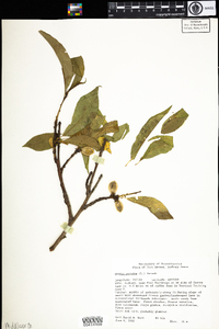 Prunus persica image