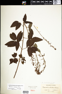 Desmodium perplexum image