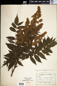 Sorbaria sorbifolia image