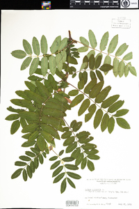 Sorbus aucuparia image