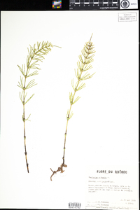 Equisetum palustre image