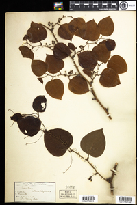 Smilax rotundifolia image