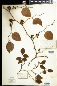 Smilax rotundifolia image