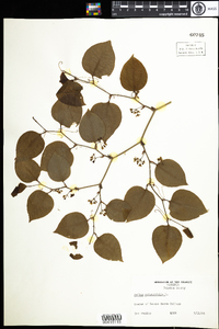 Smilax rotundifolia image