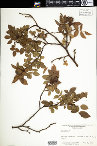 Rosa canina image