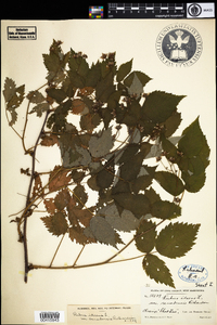 Rubus idaeus image