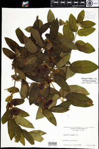 Lonicera morrowii image