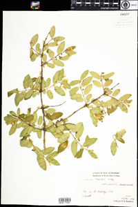 Lonicera morrowii image