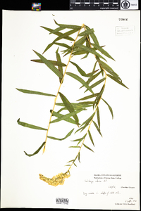 Solidago odora image