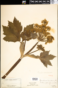 Heracleum maximum image