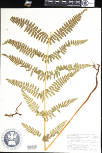 Dennstaedtia punctilobula image