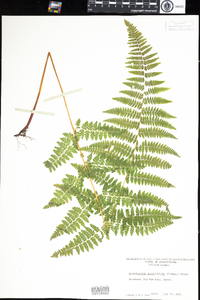 Dennstaedtia punctilobula image