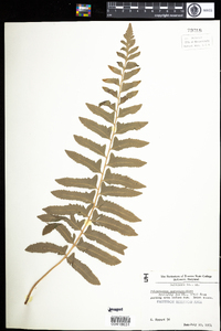 Polystichum acrostichoides image