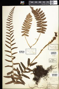 Polystichum acrostichoides image