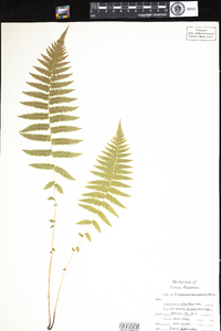 Thelypteris noveboracensis image