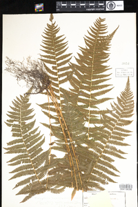 Thelypteris noveboracensis image