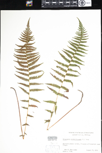 Thelypteris noveboracensis image