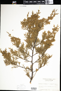 Juniperus virginiana image