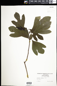 Sassafras albidum image