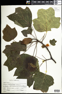 Liriodendron tulipifera image