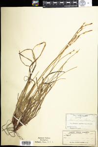 Carex pensylvanica image