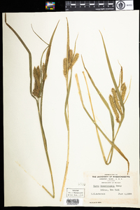 Carex schweinitzii image