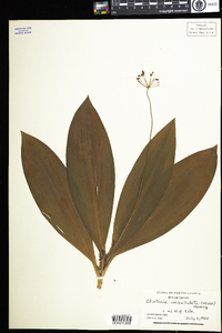 Clintonia borealis image