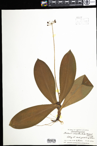 Clintonia borealis image