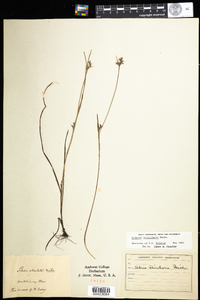 Scleria reticularis image