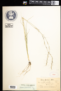 Aristida purpurascens image