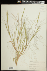 Panicum philadelphicum image