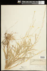 Muhlenbergia sobolifera image