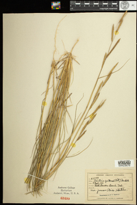 Spartina patens image