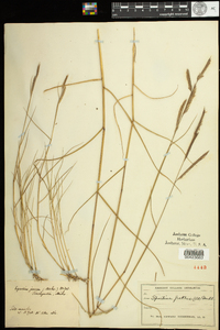 Spartina patens image