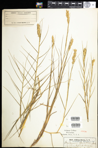 Distichlis spicata image