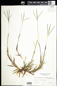 Digitaria ischaemum image